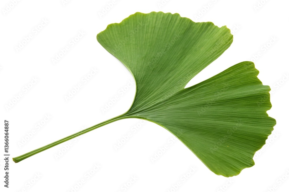 Fototapeta premium Ginkgo Biloba Leaf