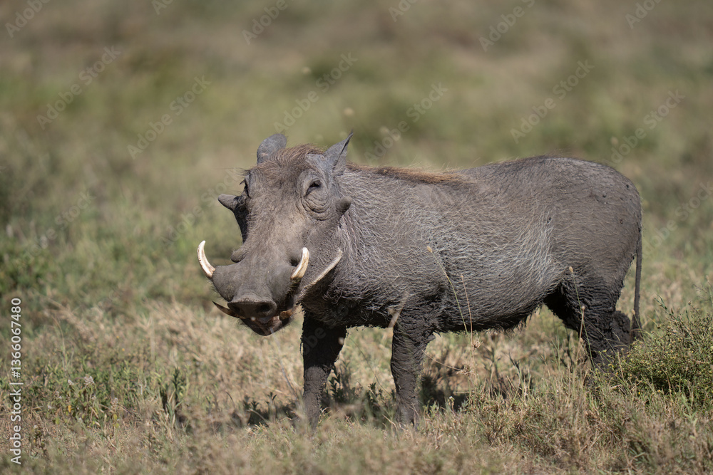 Large male warthog cleaing a path for his family Large male warthog cleaing a path for his family