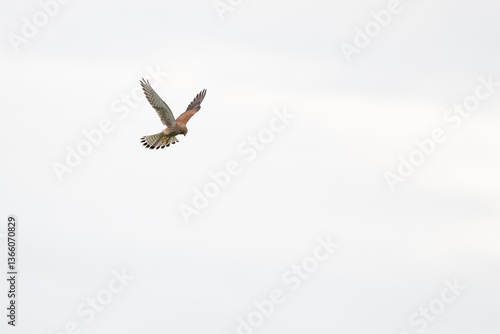 Turmfalke (Falco tinnunculus) beim Rüttelflug