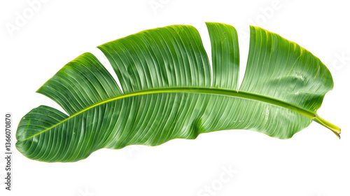 Vibrant green banana leaf isolated on transparent background