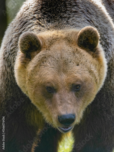 Braunbär Porträt