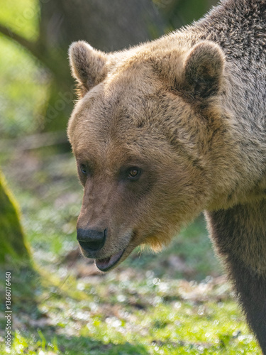 Braunbär Porträt