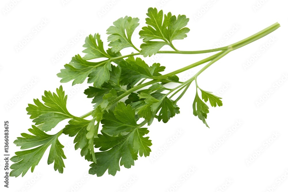 Fresh Parsley Sprig Fresh Parsley Sprig