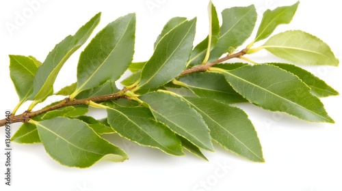 Wallpaper Mural Fresh Green Bay Leaf Branch with Glossy Leaves Displaying Natural Beauty and Vibrant Color Torontodigital.ca