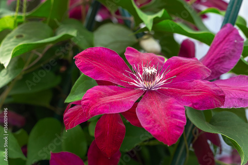 Blooming clematis Niobe in the garden. Shallow depth of field.