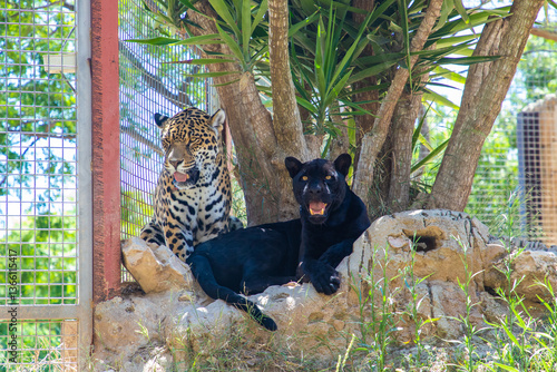 Photography Two Jaguars Relaxing Under a Tree in a Natural Habitat