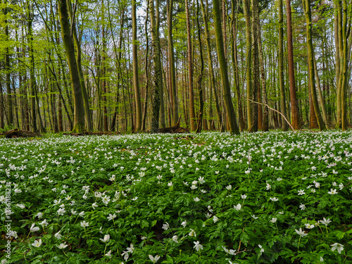 Buschwindröschen (Anemone nemorosa) im Buchenwald