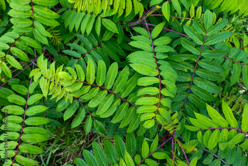 fern leaf background