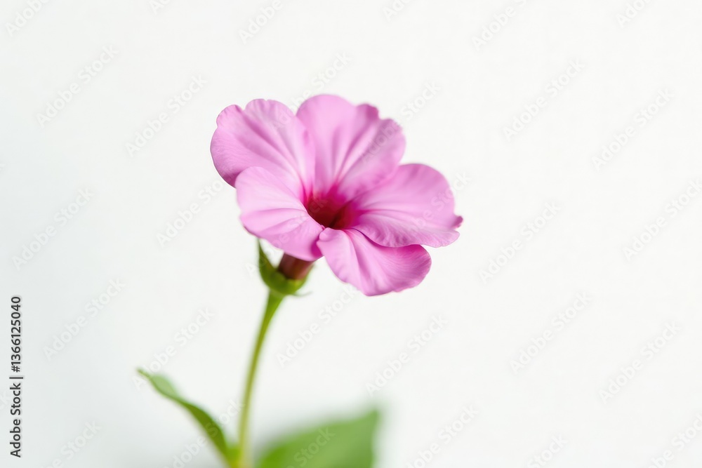 Fototapeta premium Single blossom of a small flower on white background, isolated, plant, flowers