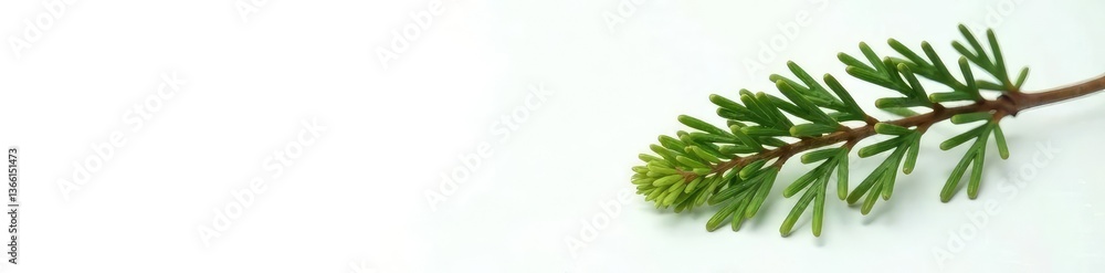 Fototapeta premium Single cedar branch with needle on white background, evergreen, greenery, nature
