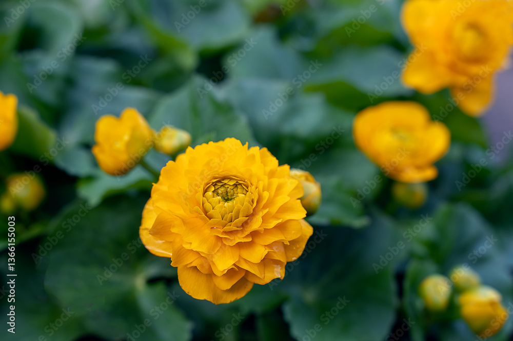 Caltha palustris Multiplex marsh marigold with bright yellow flowers surrounded by green leaves, in the garden Caltha palustris Multiplex marsh marigold with bright yellow flowers surrounded by green leaves, in the garden