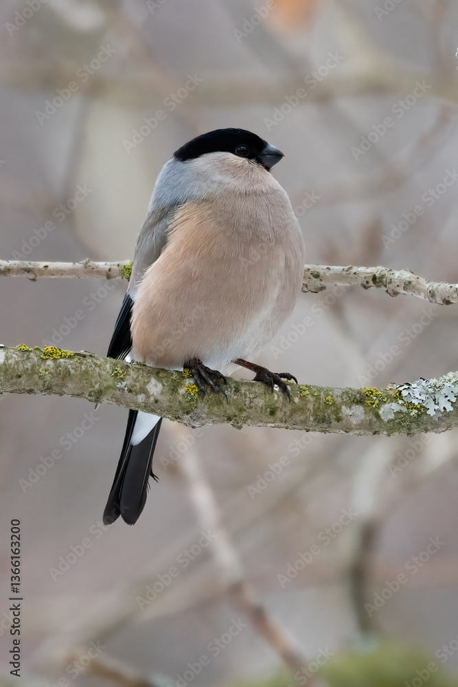 Fototapeta premium Eurasian bullfinch