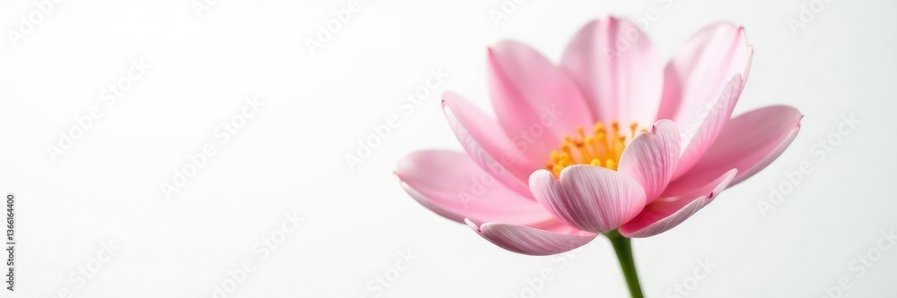 Delicate flower with soft petals isolated on white background, blossom, isolation Delicate flower with soft petals isolated on white background, blossom, isolation
