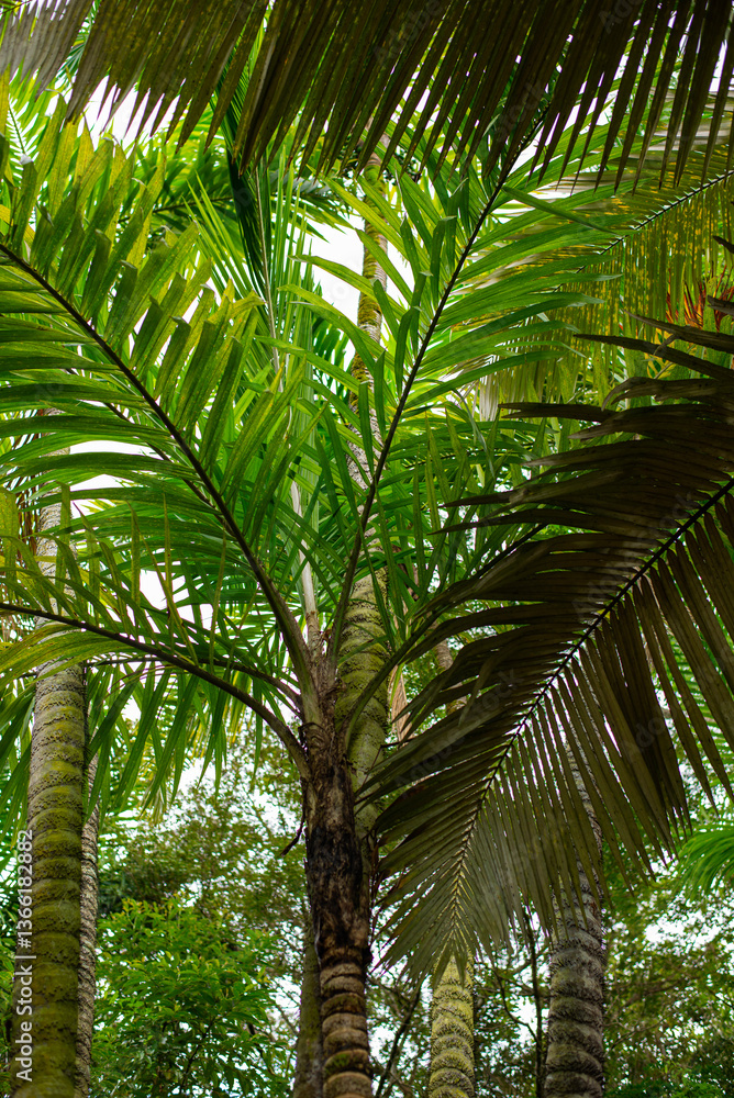 Obraz premium palm tree in the sun