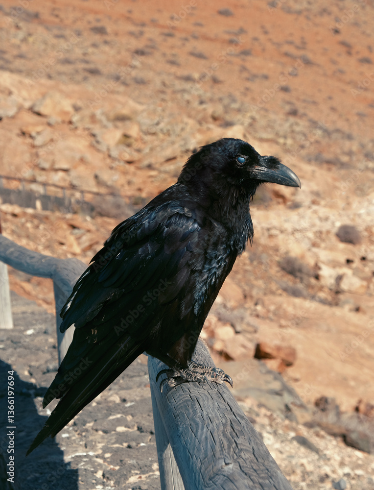 Fototapeta premium Cuervo observando en un paisaje desertico de Fuerteventura
