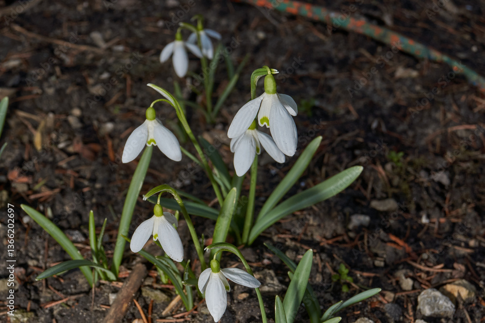 Snowdrops bloom on the lawn in the garden. The snowdrop is a symbol of spring. Snowdrop, or Galanthus (lat. Galanthus), is a genus of perennial herbs of the Amaryllis family (Amaryllidaceae). Snowdrops bloom on the lawn in the garden. The snowdrop is a symbol of spring. Snowdrop, or Galanthus (lat. Galanthus), is a genus of perennial herbs of the Amaryllis family (Amaryllidaceae).
