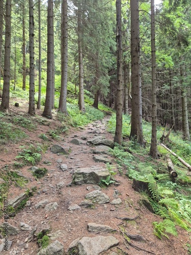 path in the woods