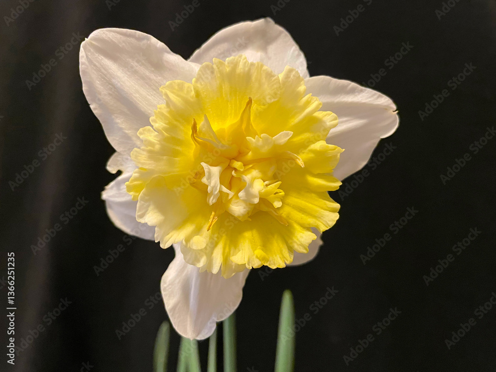 Fototapeta premium Creamy Ice King Daffodil 03