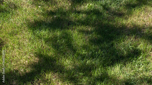 Sunlight and soft shadows of tree branches on a green lawn create a natural and calming atmosphere. This image is perfect for concepts of gardening, landscaping, summer, and eco-friendly living