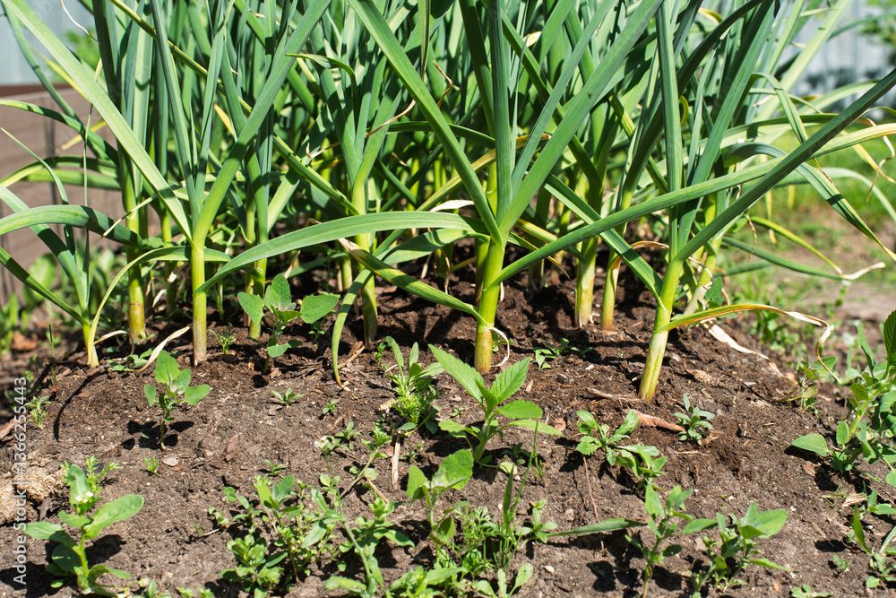 Close-up of a thriving garlic plantation in a home garden. The fresh green leaves and rich soil highlight sustainable agriculture, organic food production, and homegrown vegetables. Close-up of a thriving garlic plantation in a home garden. The fresh green leaves and rich soil highlight sustainable agriculture, organic food production, and homegrown vegetables.