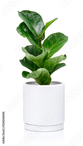Ficus lyrata Bambino (Dwarf Fiddle Leaf Fig) in modern pot isolated on white background