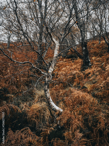 Bouleau solitaire dans les fougères rousses – Scotland