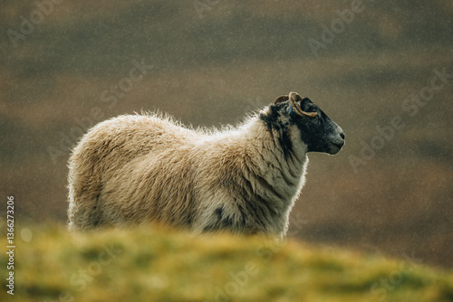 Mouton écossais sur une colline dans une lumière brumeuse