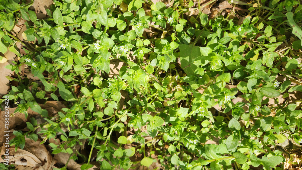 Obraz premium Chickweed (Stellaria media), an annual plant of the Caryophyllaceae family, is native to Eurasia. It thrives globally, often as a weed or grown for salads and poultry feed.