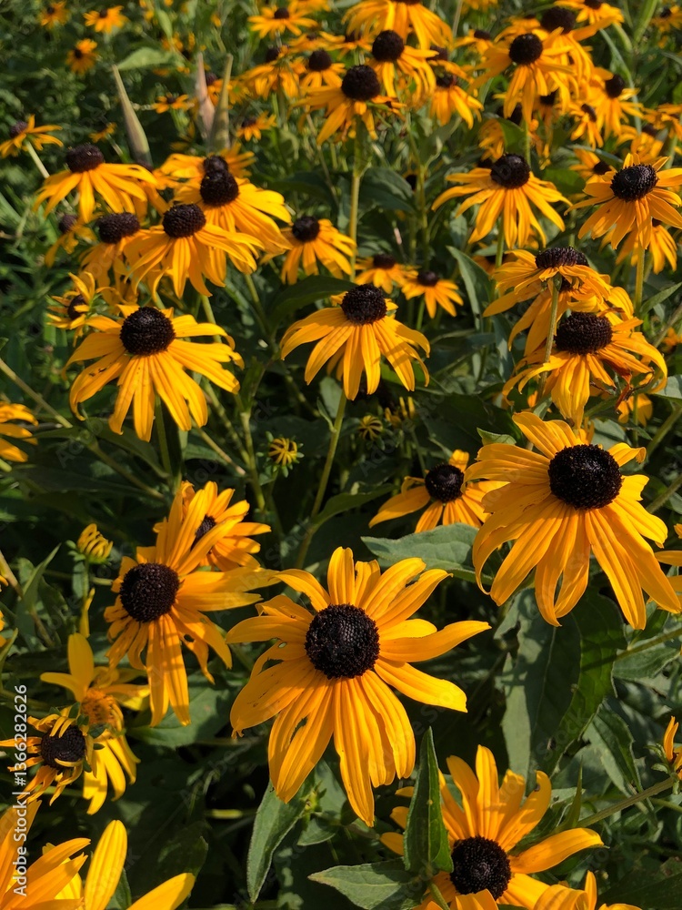 Obraz premium yellow flowers in the garden