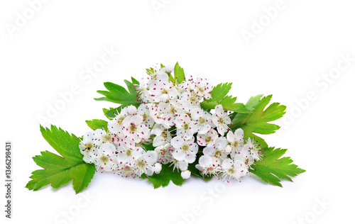 Foto Blooming hawthorn, white flowers with green leaves on a white background