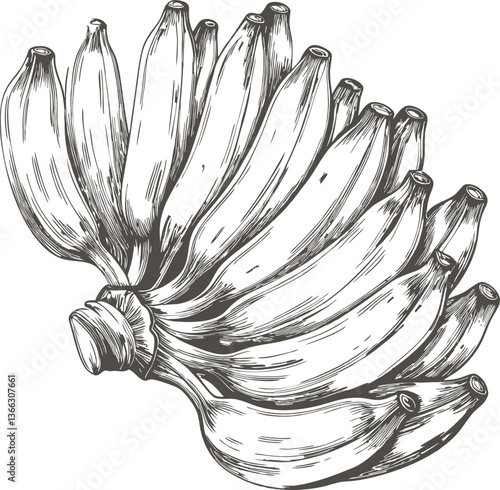 Hand-drawn sketch of a bunch of bananas, black and white illustration