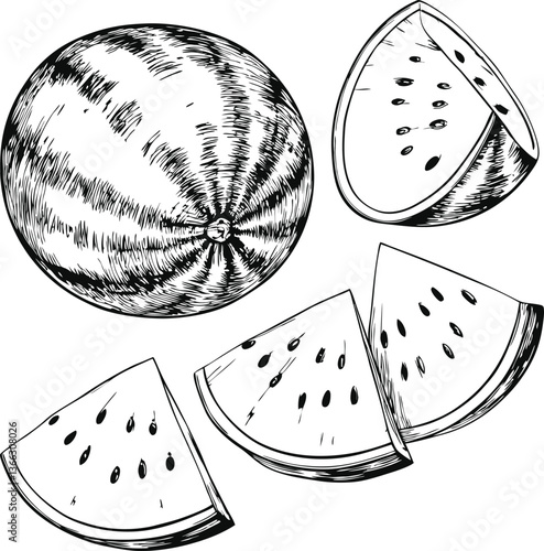 Hand-drawn sketch of watermelon slices and whole fruit, black and white illustration