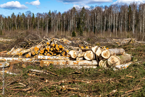 Pile of Cut Birch Logs in Clearcut Forest after Deforestation – Timber Industry and Environmental Consequences Concept
