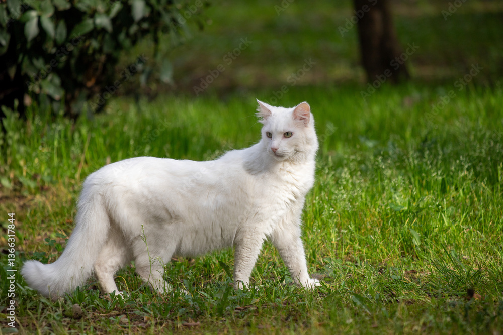 A white cat is walking through a grassy field A white cat is walking through a grassy field