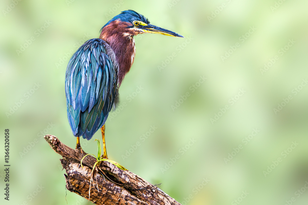Green heron (Butorides virescens). Rio Grande de Tarcoles (Tarcoles River), Costa Rica. Selective focus on bird's eye