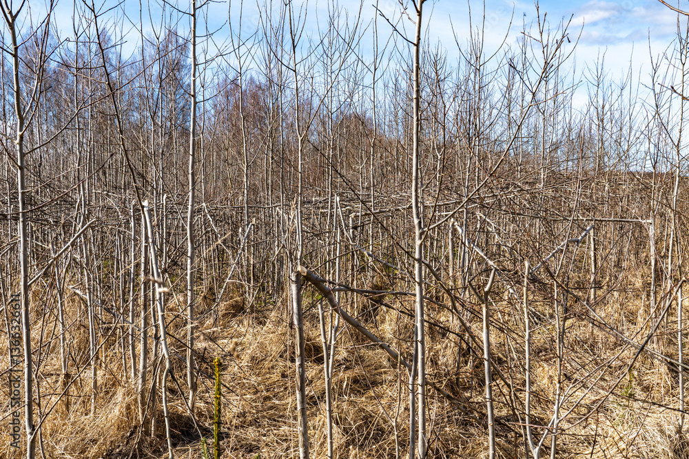 Dense Young Forest with Competing Saplings and Fallen Branches – Natural Regrowth and Overcrowded Woodland Scene Dense Young Forest with Competing Saplings and Fallen Branches – Natural Regrowth and Overcrowded Woodland Scene