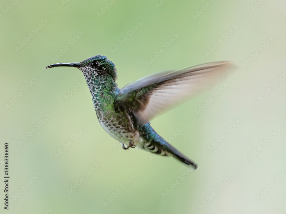 Fototapeta premium Female white-necked jacobin (florisuga mellivora)