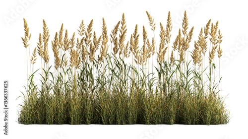 Tall dry grass and reeds plants group, cut out transparent