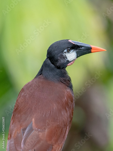 Montezuma Oropendola (psarocolius montezuma)