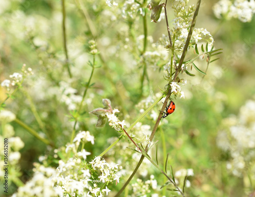 Close-up of a ladybird beetle sitting on the white bedstraw
