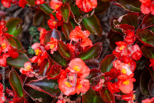 Canvas Print a group of red flowers