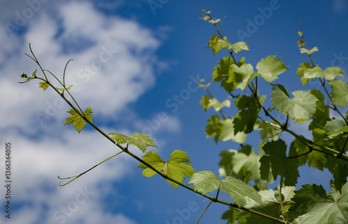Detalhe de floração de vinhas em pleno mês de Abril, produção de uvas biológicas. 