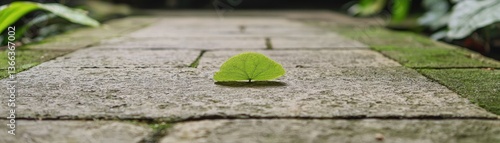 Small leaf on stone pathway