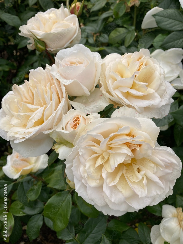 Obraz premium White Roses