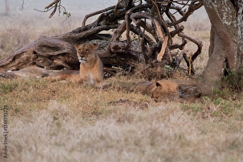 Lions in the wild