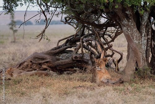 Lions in the wild
