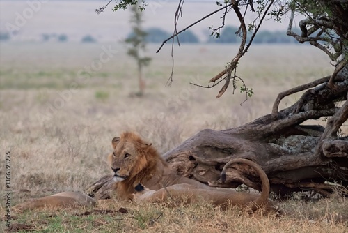 Lions in the wild
