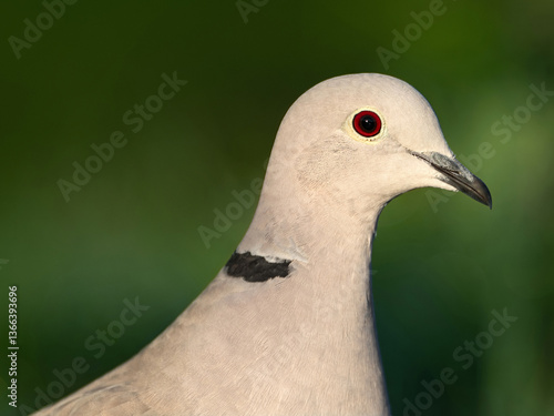 Eurasian collared-dove (streptopelia decaocto)