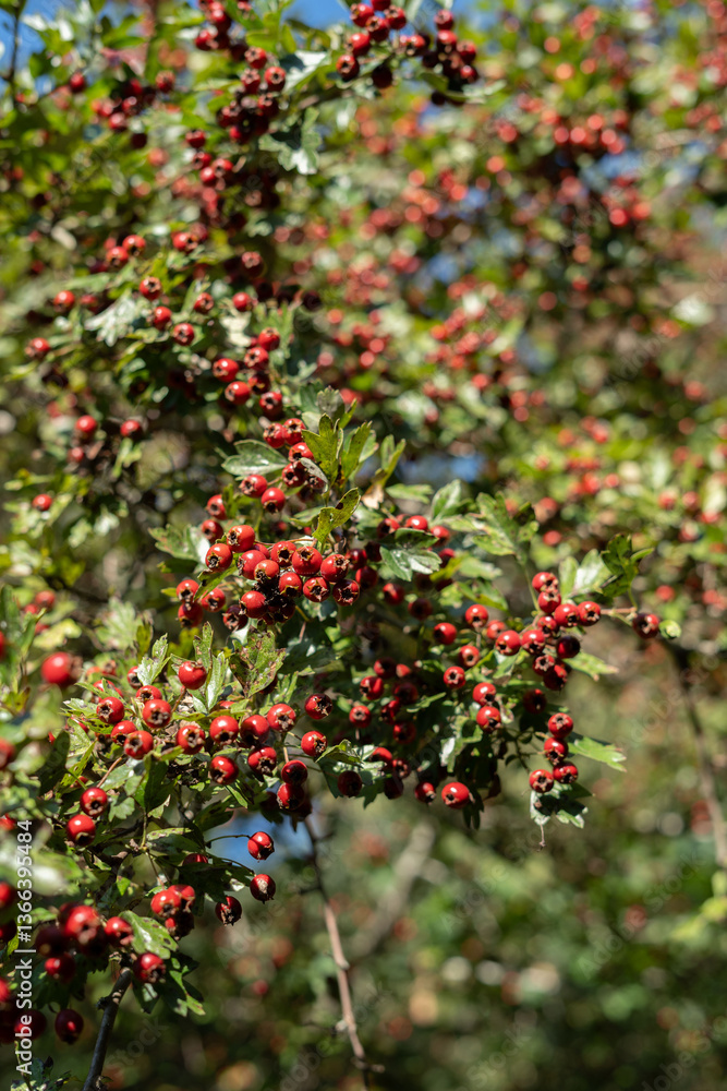 This image shows a bush with numerous small red berries and green leaves. Based on the appearance of the berries and the leaves, it looks like a hawthorn bush. This image shows a bush with numerous small red berries and green leaves. Based on the appearance of the berries and the leaves, it looks like a hawthorn bush.