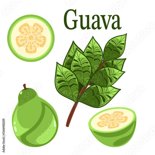 Guava plant with fruits and leaves botanical vector illustration 